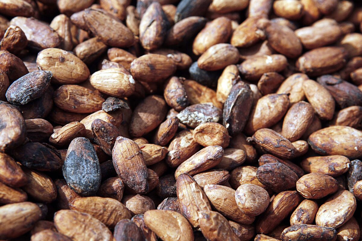 Ghana Produces Biggest Cocoa Crop in Six Years Bloomberg