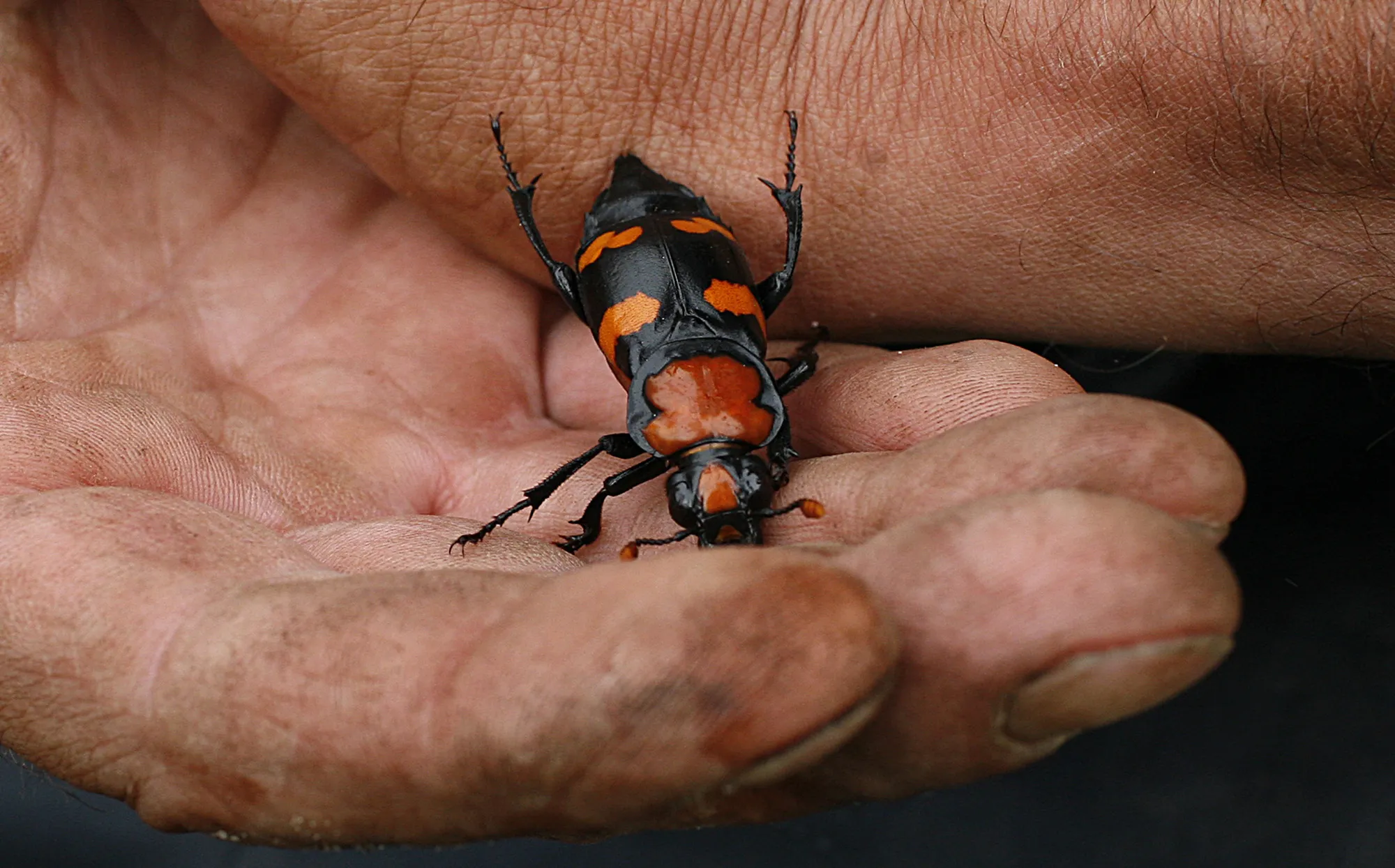 American Burying Beetle