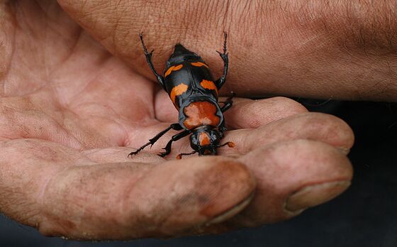 Trump Seeks to Downgrade Protection for Endangered Beetle