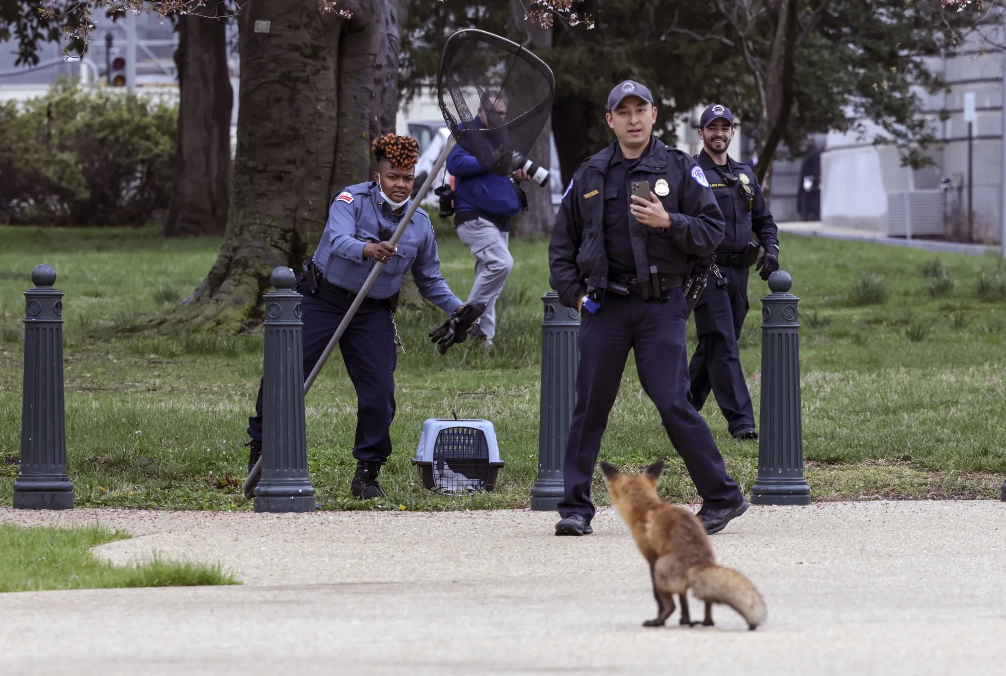 Authorities attempt to trap a fox on the grounds of the U.S. Capitol on April 5.