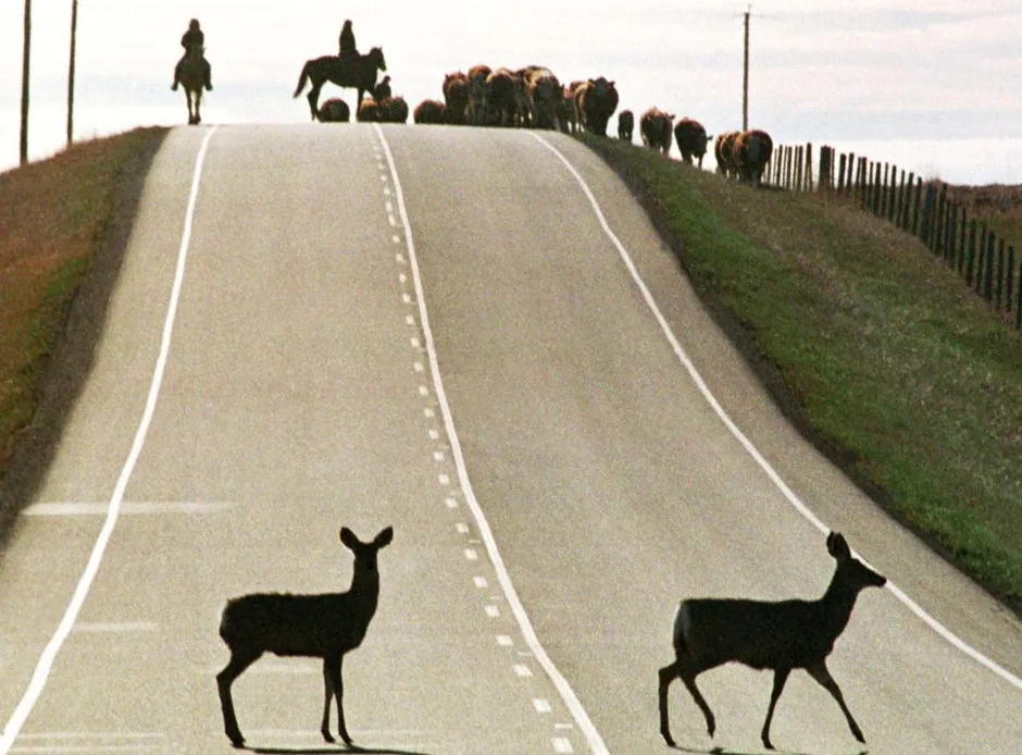 The number of cars hitting animals surged last year in California. Could installing more fencing and crossings like some Red States have done help reduce the carnage?