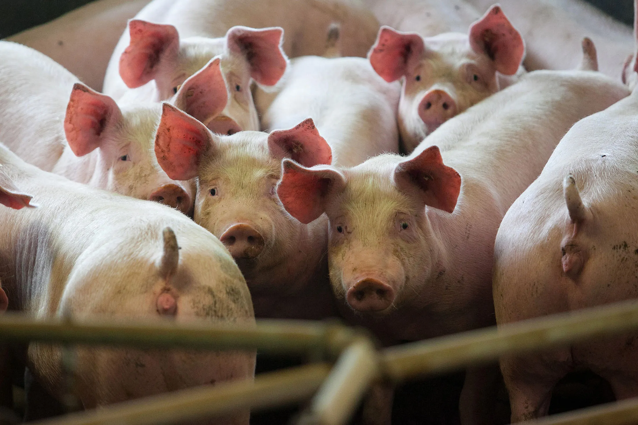 1501803372_germany pig