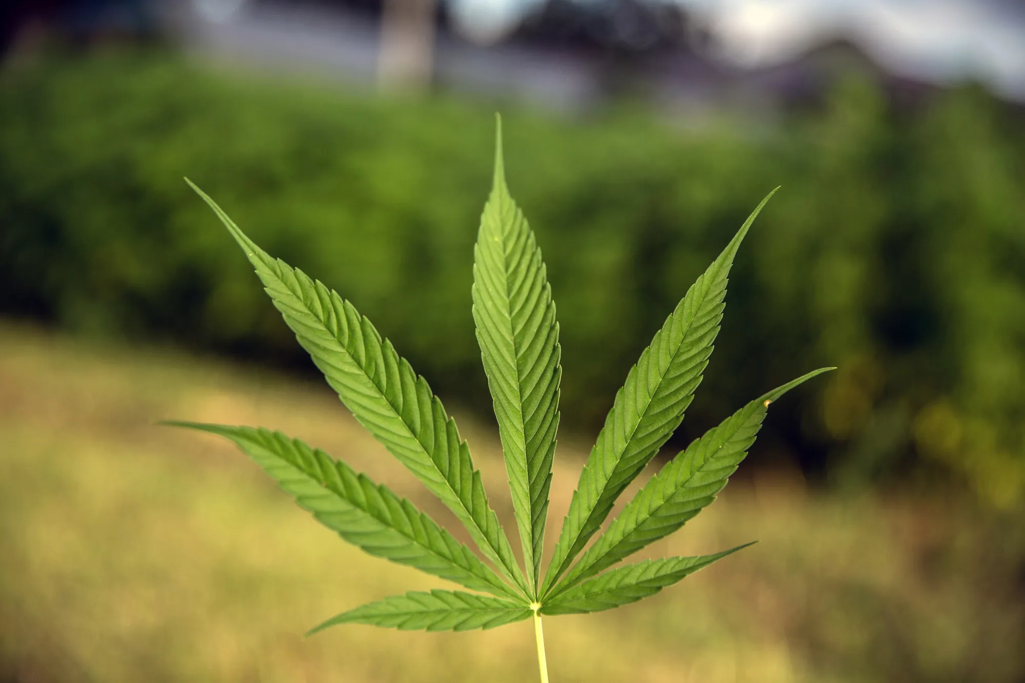 Thailand Wants to Have Its (Hash) Cake and Eat It Too