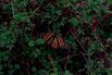 Did Avocado Cartels Kill the Butterfly King?