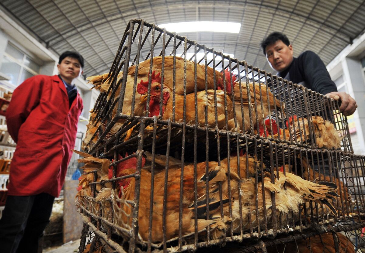 300 Million Chickens at ‘Edge of Death’ on Hubei Lockdown - Bloomberg 300 Million Chickens at ‘Edge of Death’ on Hubei... 