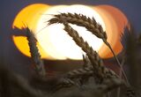 Russian Harvest As Wheat Climbs To Highest Since 2015 On Global Rally