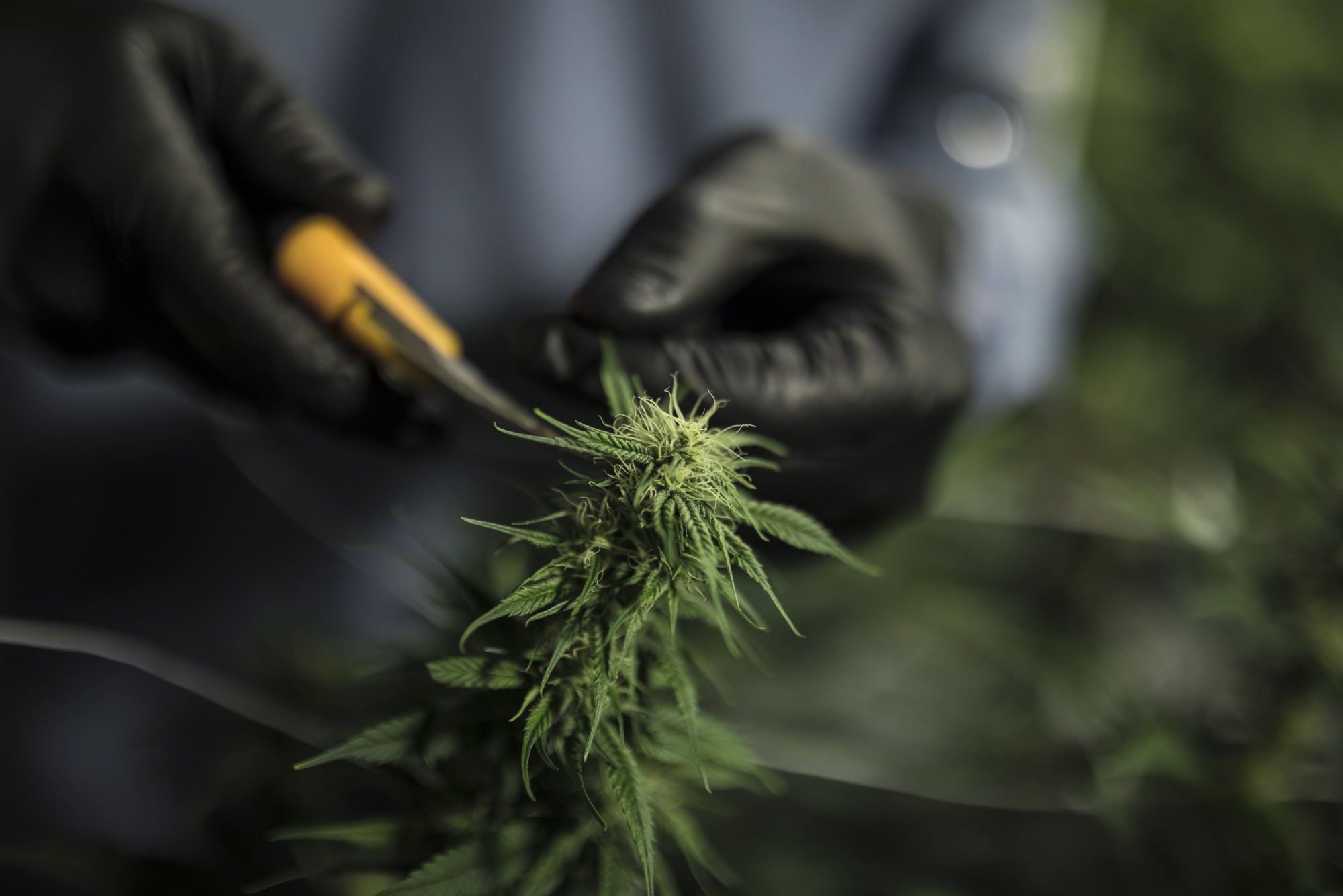 Operations at the Pideka medical cannabis cultivation facility