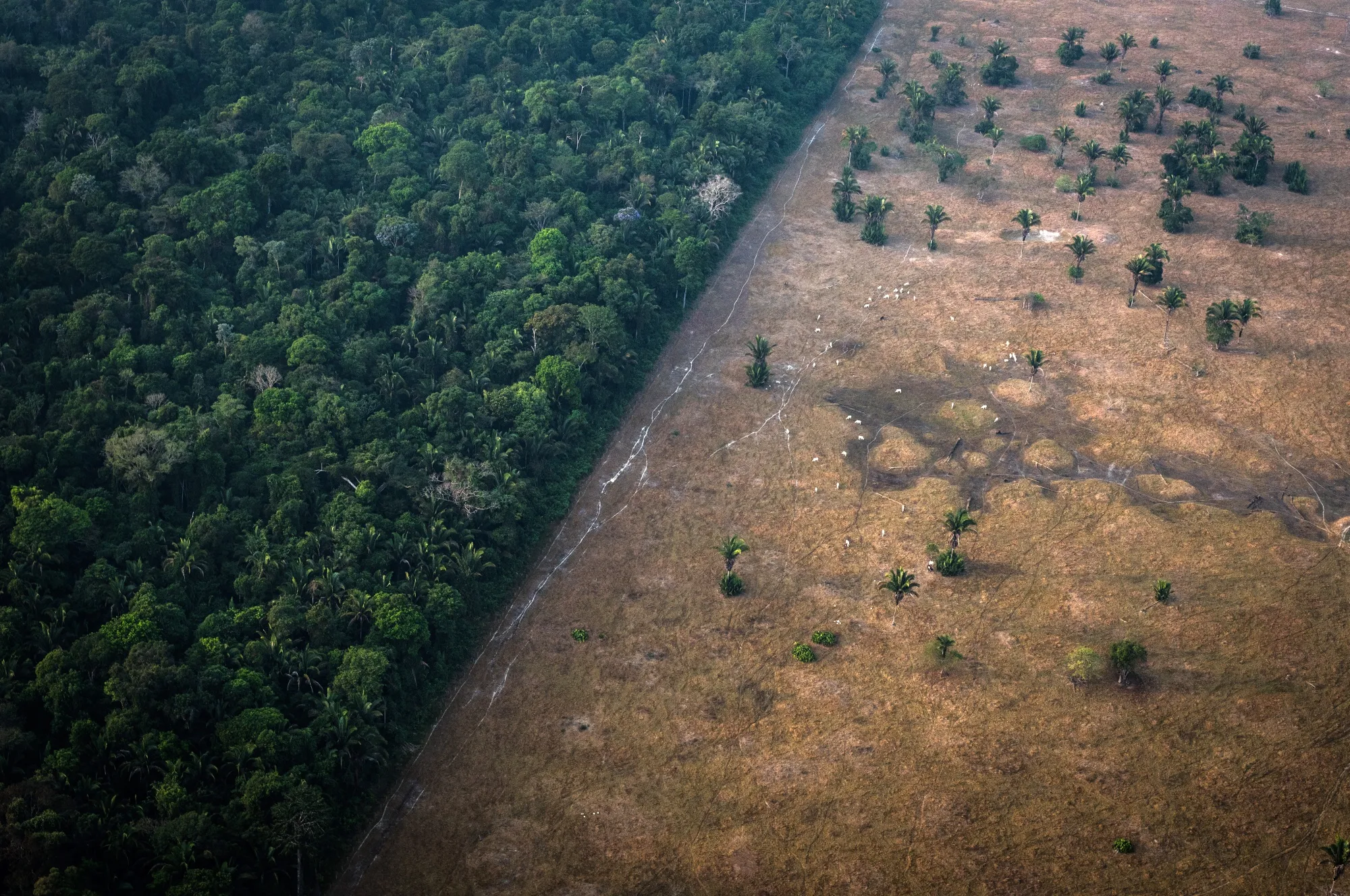 Healthy vegetation sits alongside a field scorched by fire in the Amazon rainforest in Rondonia state, Brazil on Aug. 24.&nbsp;