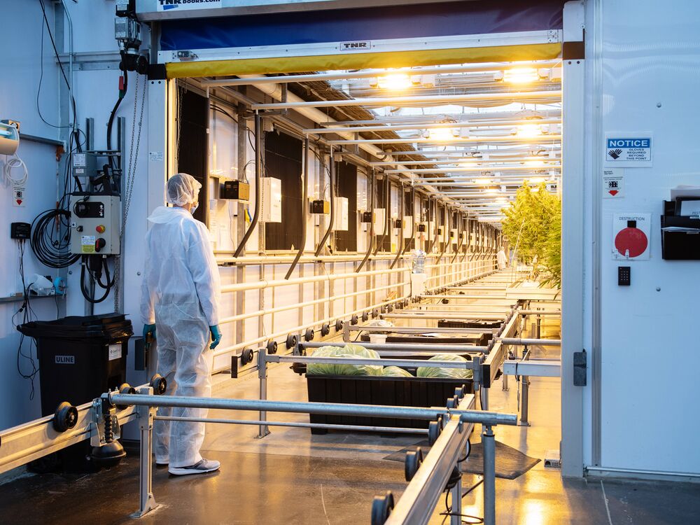 A worker stands outside a greenhouse at the CannTrust Holdings Inc. cannabis production facility in Fenwick, Ontario, Canada.