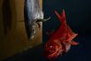 Dry-Aging Fish: Why ‘Fresh’ Is No Longer Seafood’s Key Virtue
