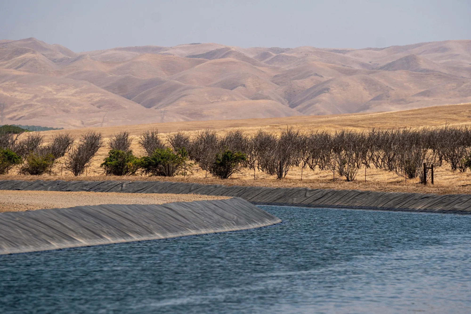 An abandoned pomegranate orchard during a drought in Firebaugh, California in July 2021.