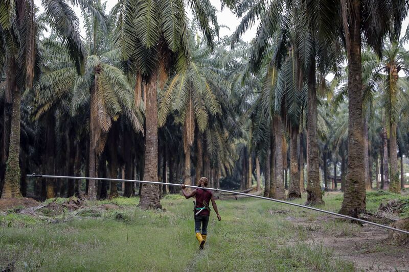 Business Booms for Drones as Oil-Palm Farmers Go Hi-Tech