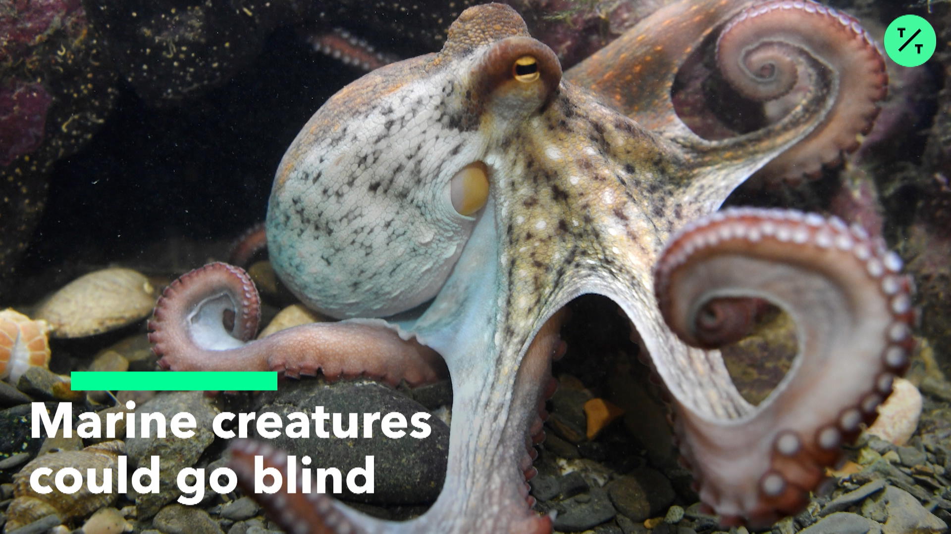 Sea Creatures Could Go Blind - Bloomberg