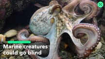 current playlist thumbnail