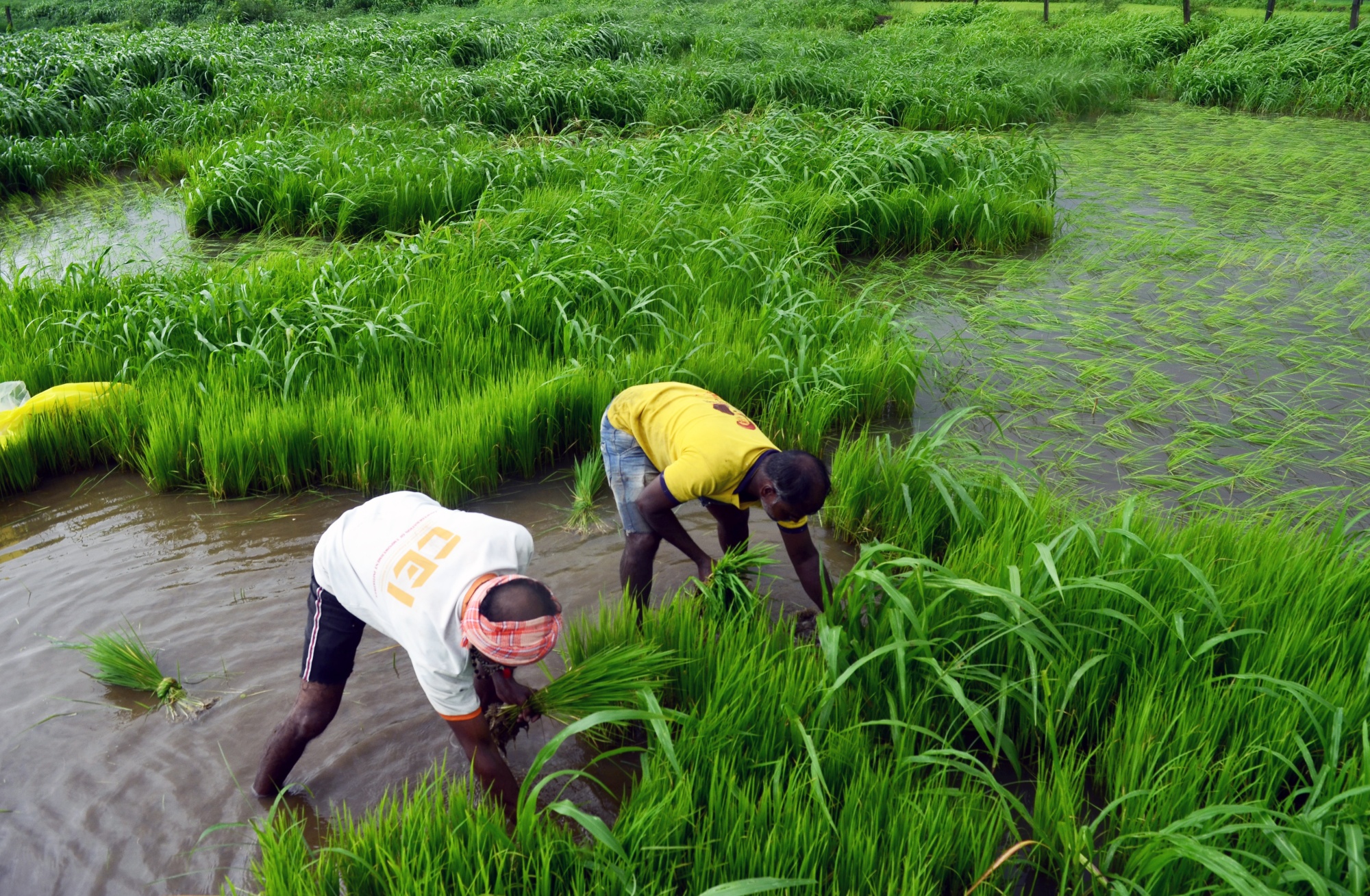 Farmers at a flooded paddy field in Bhivpuri, India, on Wednesday, July 24, 2024. Farmers in the world’s biggest exporter of rice have so far planted the crop on about 11.56 million hectares (28.6 million acres) of land, up 21% from a year earlier, according to the farm ministry. Photographer: Indranil Aditya/Bloomberg