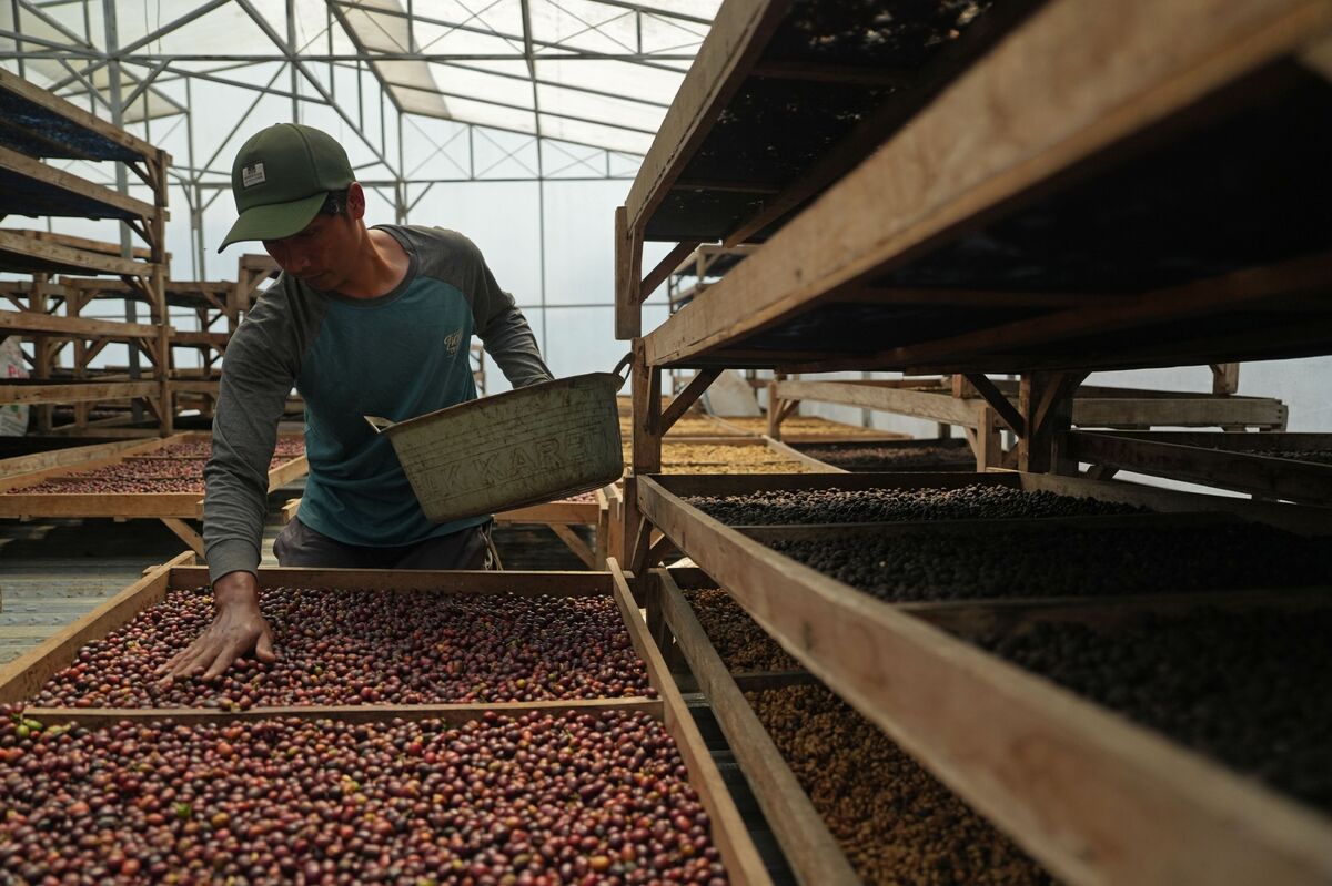 Coffee Futures Advance on Concerns Over Dry Weather in Brazil