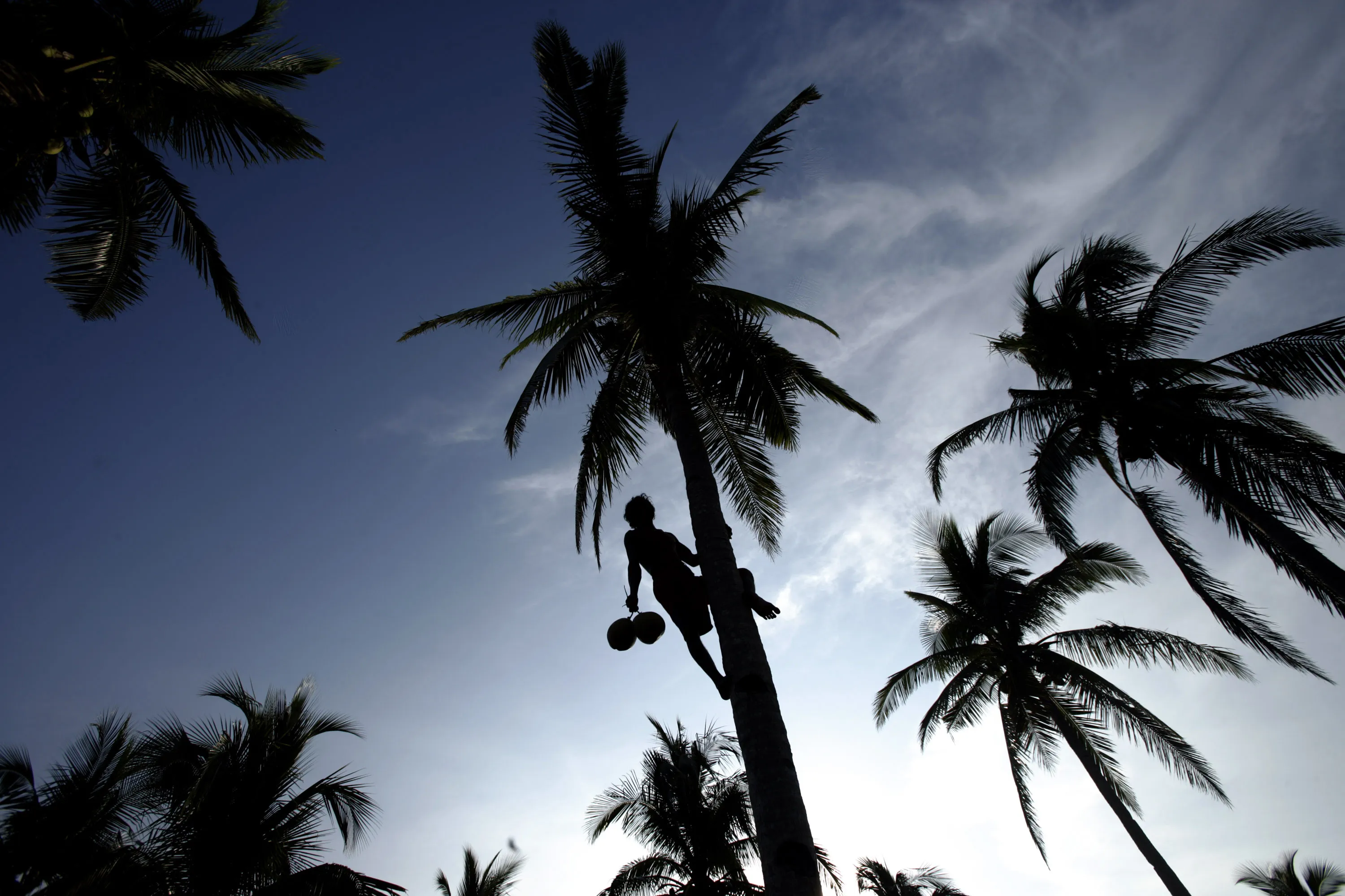 A worker collects coconuts a plantation in the Philippines.