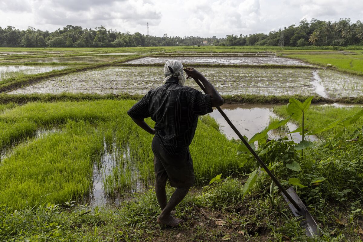 Fertiliser ban decimates Sri Lankan crops as government popularity