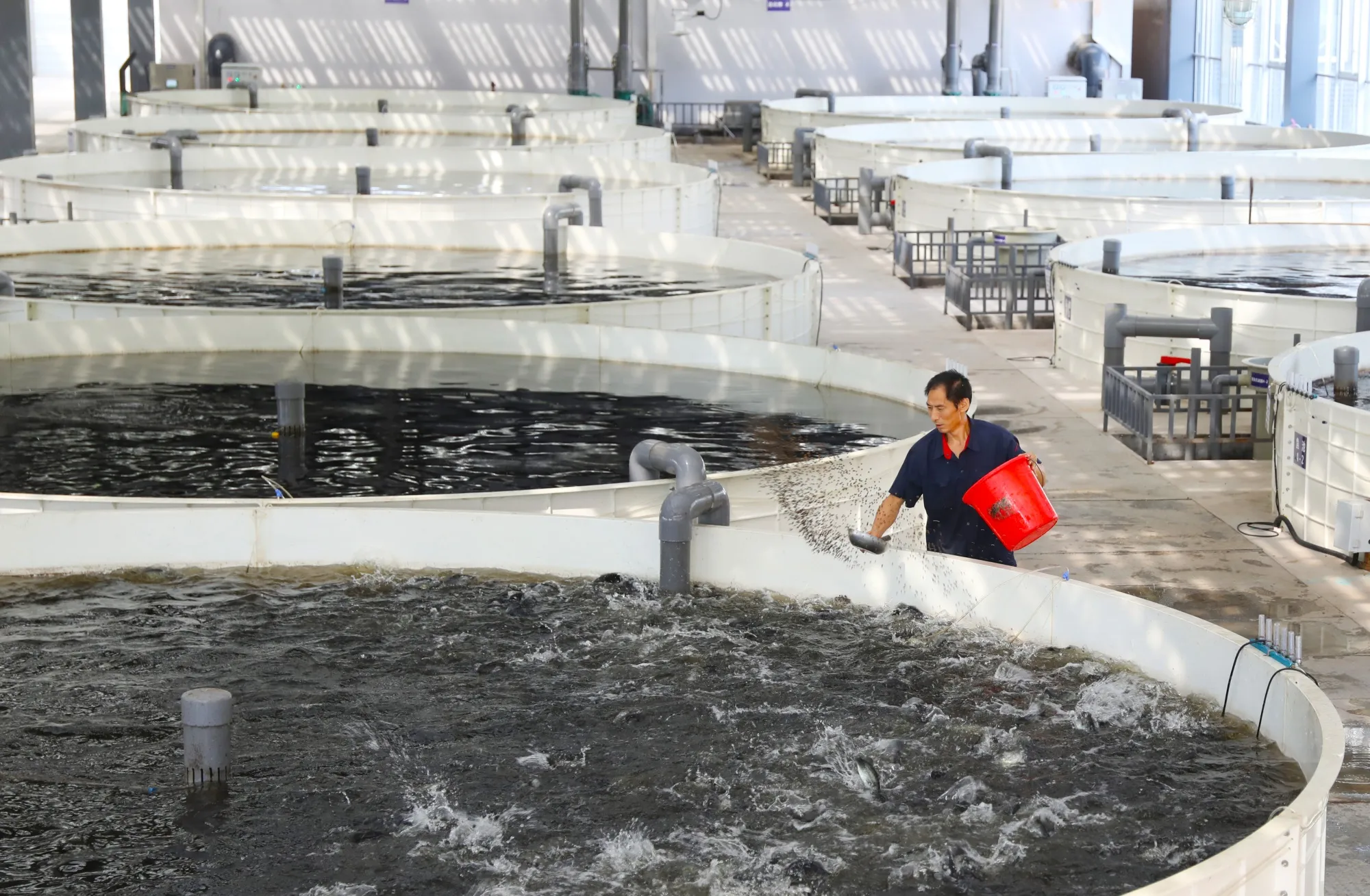 China’s Fish Farmers Face Higher Food Costs After Canada Tariffs ...
