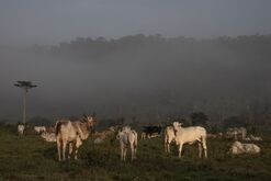 European Retailers Suspend Brazil Beef On Deforestation