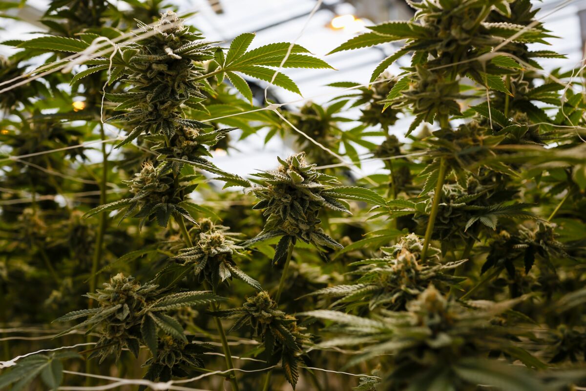 bloomberg.com - Sonja Wind - Cannabis Medicine for Back Pain Aims to Displace Opioids