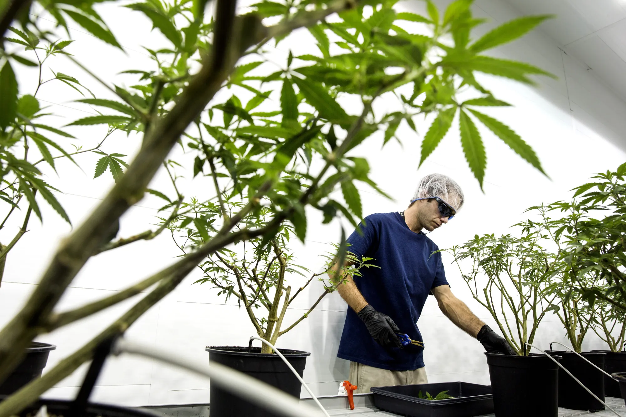 An employee&nbsp;works in the Mother Room at the Canopy Growth&nbsp;facility in Smith Falls, Ontario, Canada.