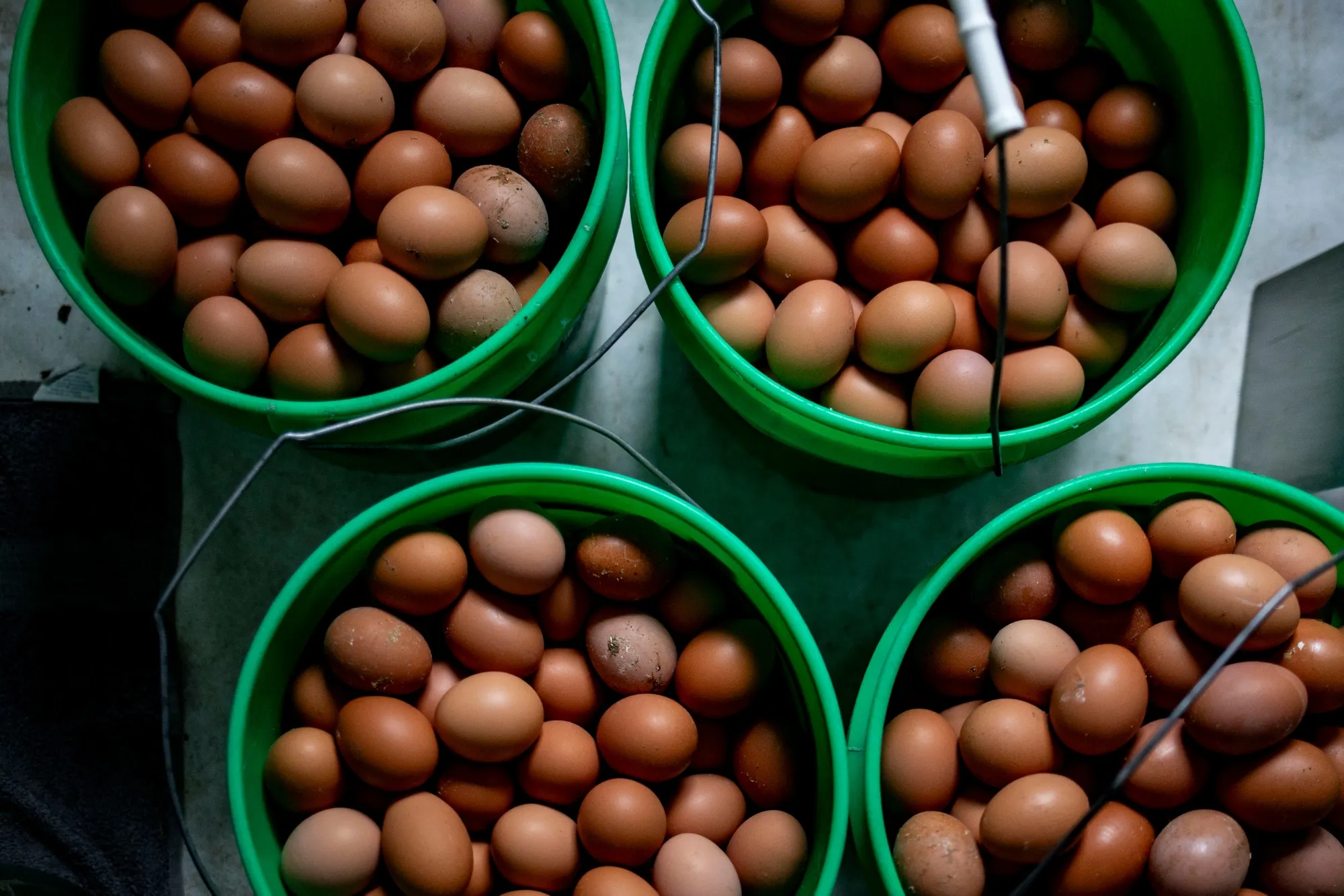 With about 13 billion eggs a year, Italy is Europe’s fourth biggest producer.