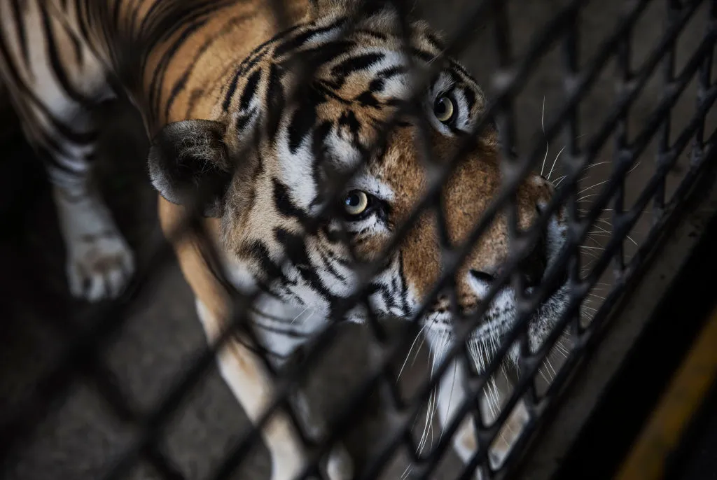 Products made from farmed tigers are now allowed.&nbsp;