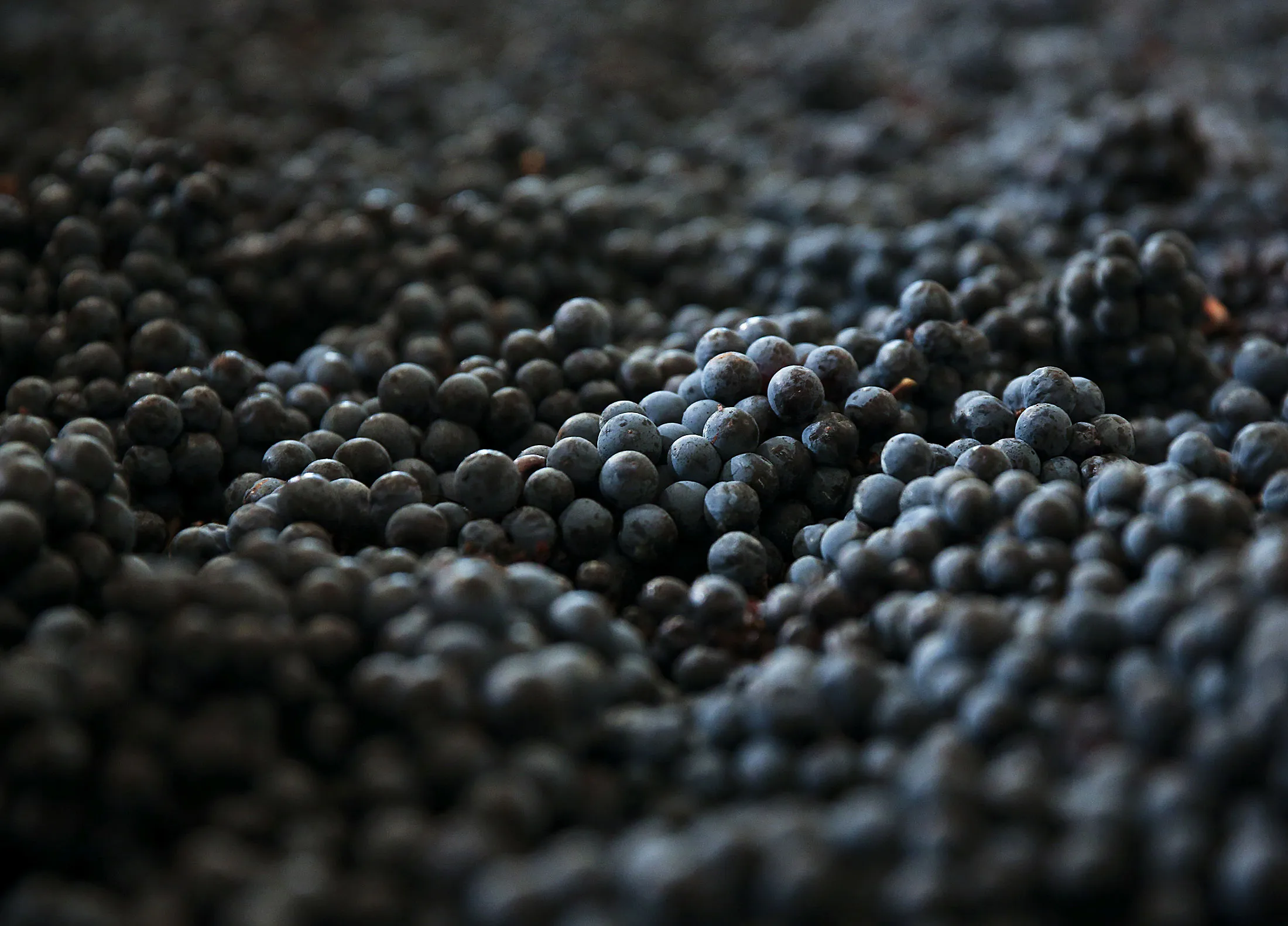 wine grapes
