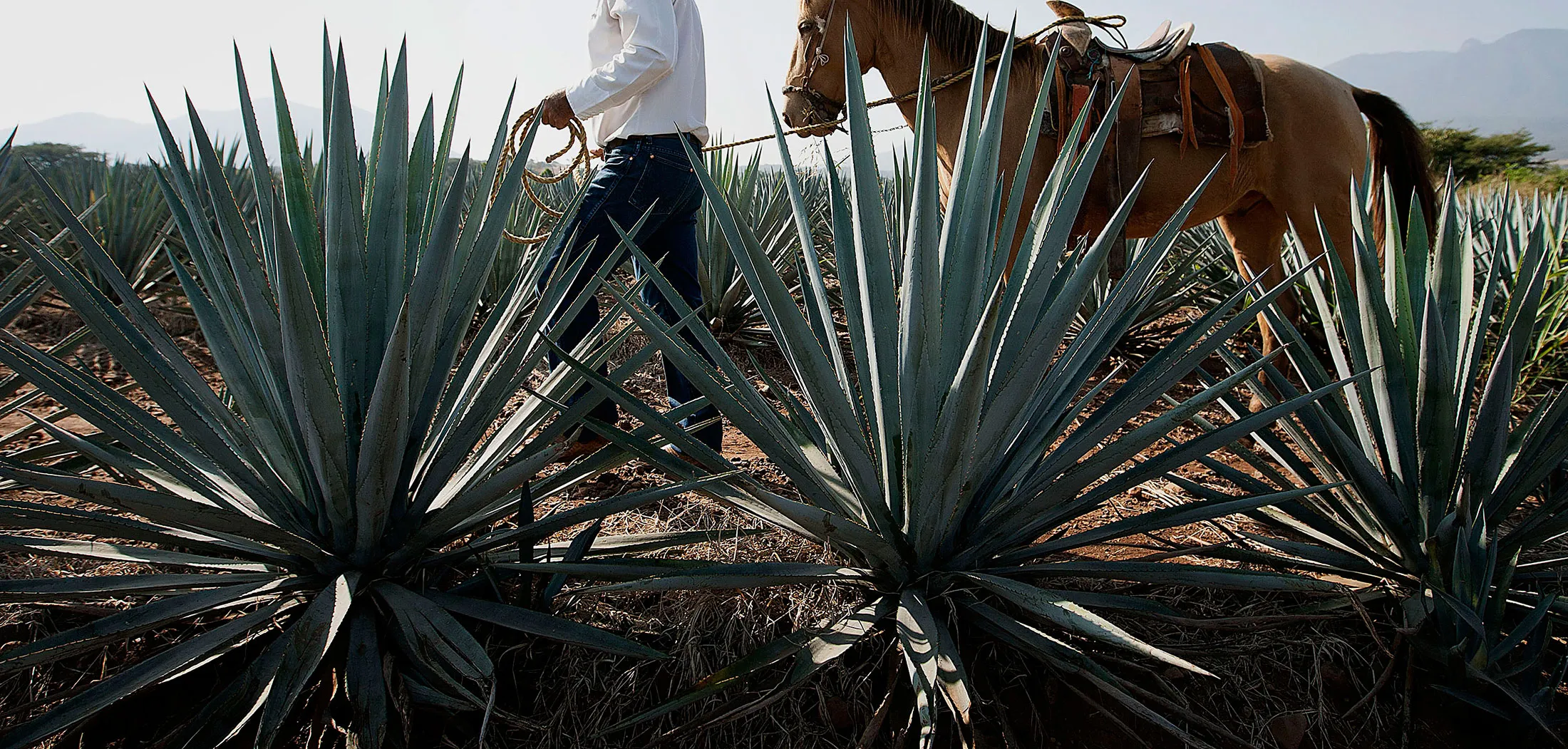 Don Ismael walks with his horse in the agave Tequilana Blue Webber fields of the Cuervo La Rojeña, S.A. de C.V in Tequila town in Guadalajada, Mexico on Thrusday, Nov.22, 2012. In Mexico there are more than 200 types of agave, but Tequilana Blue Webber variety, use of this variety was made compulsory in the last century to the issuance of the Official Mexican Standard for Tequila production.
