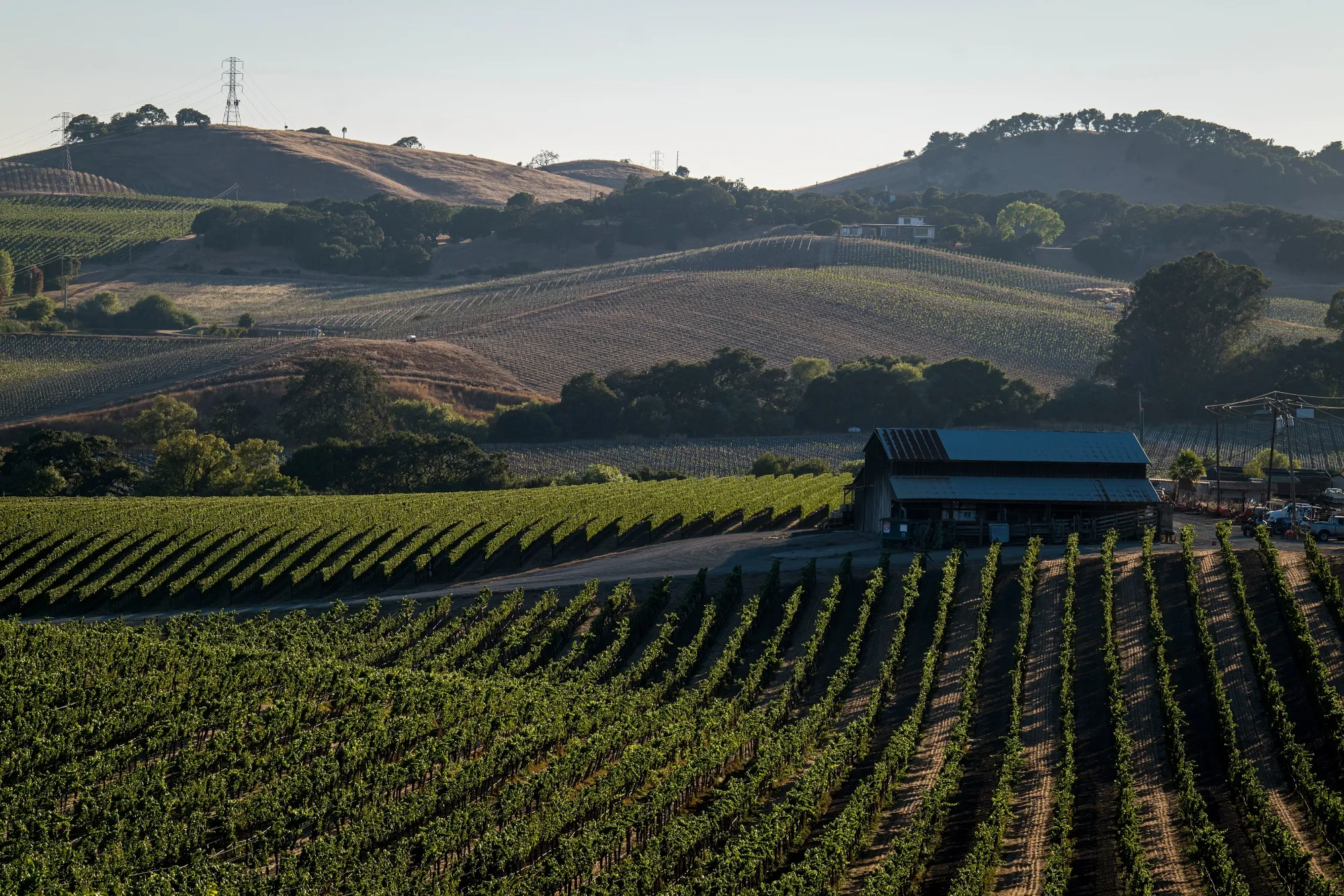 Vineyards in Napa, California, in 2020.
