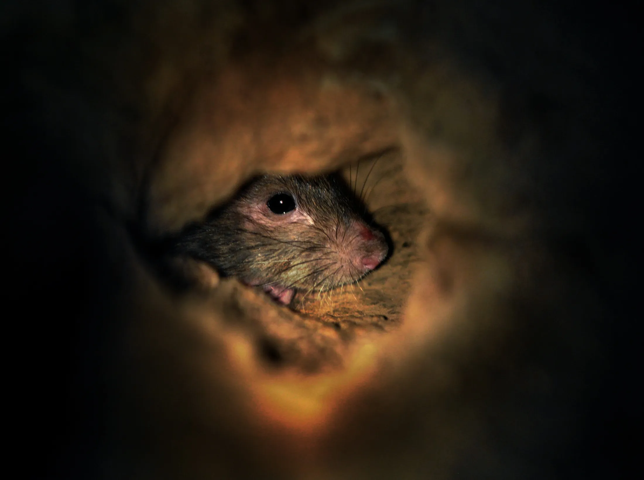 Navigator: Rats 101 - Bloomberg