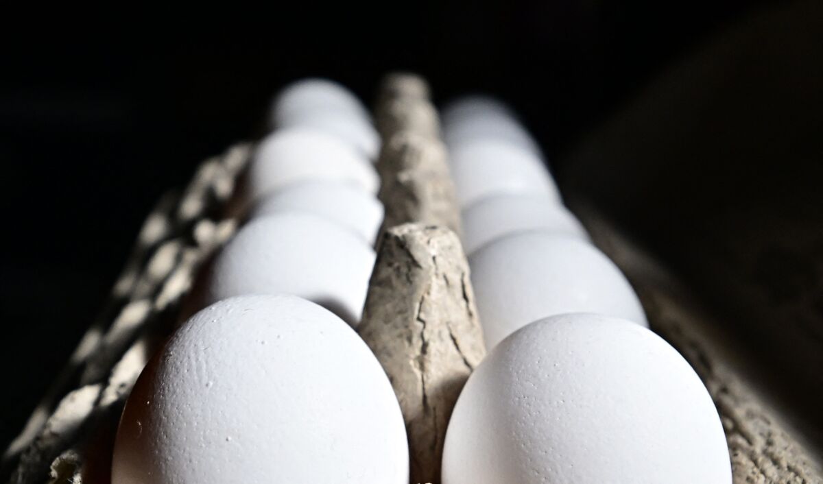 Failing to Act on Bird Flu Leaves Us All Exposed