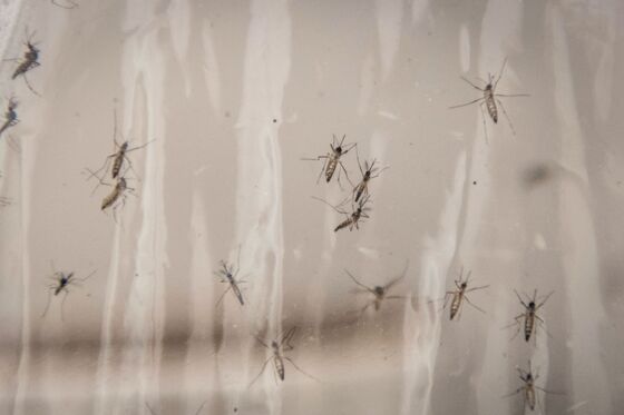 Google’s Parent Has a Plan to Eliminate Mosquitoes Worldwide