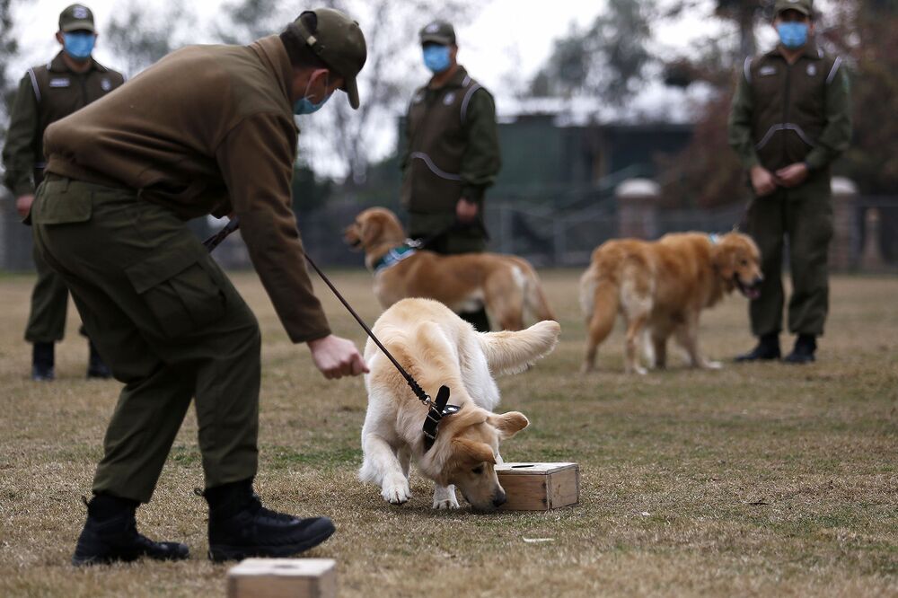 A trainer works with a dog at a training school in Santiago, Chile on July 17. 