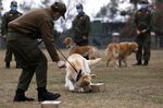 A trainer works with a dog at a training school&nbsp;in Santiago, Chile on July 17.&nbsp;