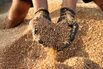 Kyiv Says Russia Exported 850,000 Tons of Stolen Grain This Year
