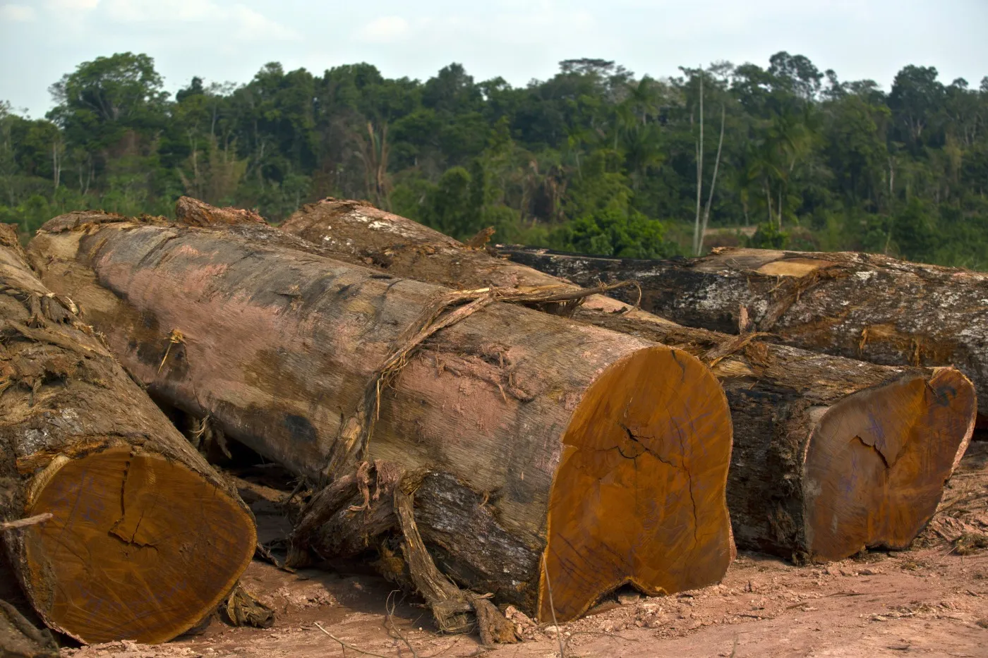 Brazil Seeks US Help to Stop Illegal Trade of Amazon Timber - Bloomberg