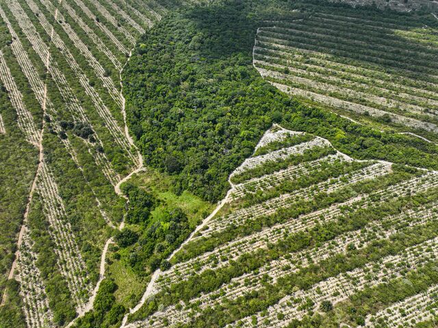 Aeriel view of Mombak’s regenerating forest in Mãe do Rio, Pará.