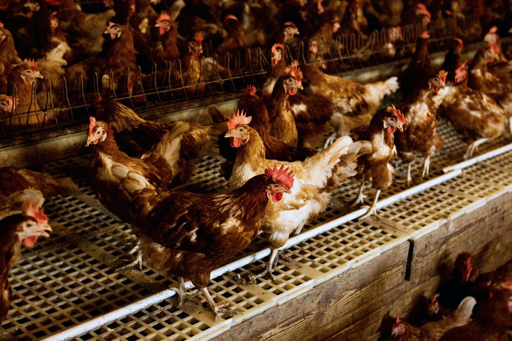Millions of chickens at Foster Farms facilities were at risk of going unfed because of the rail delays.
