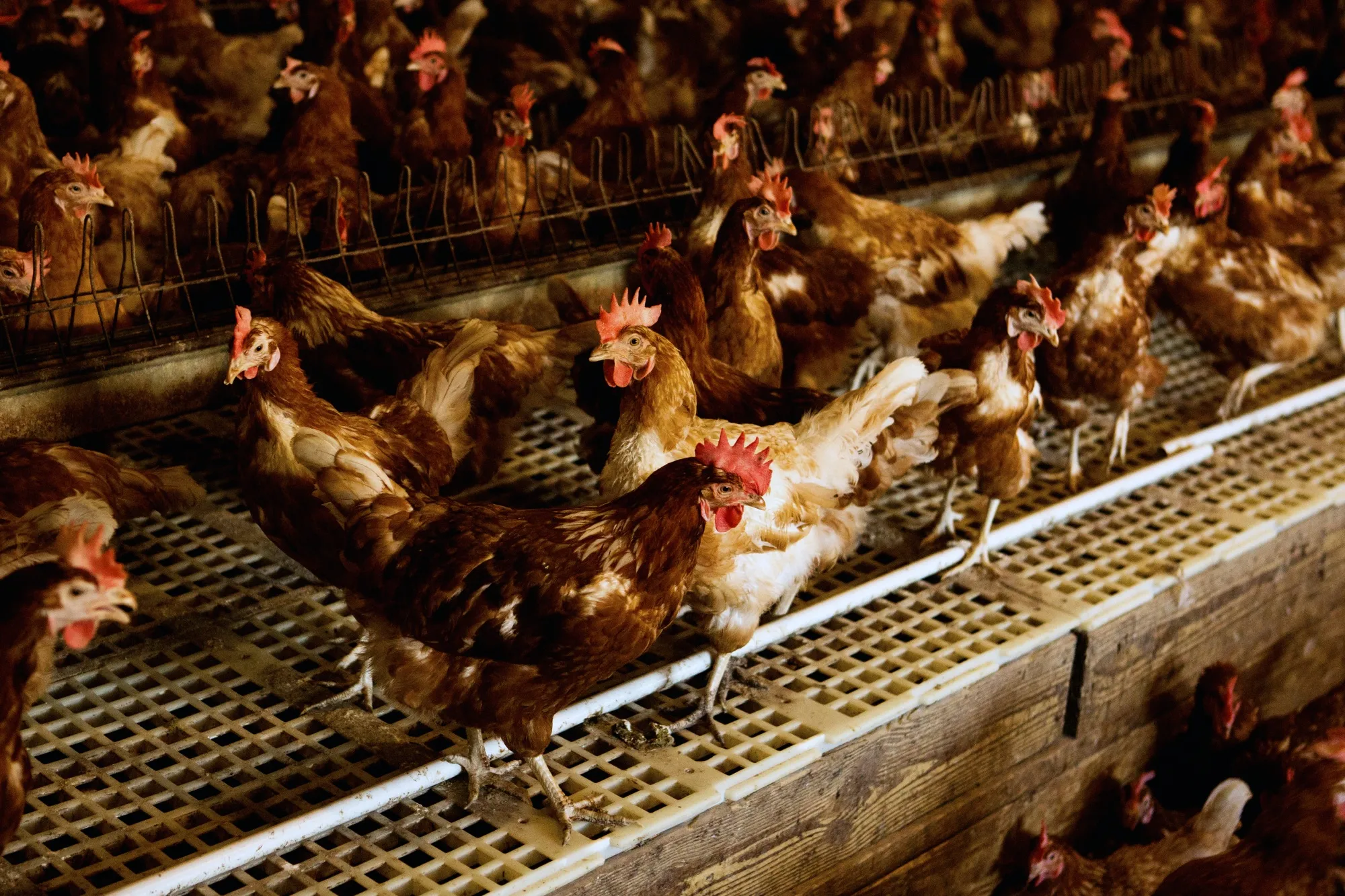 Foster Farms Chickens Fed After Union Pacific (UNP) Trains Arrive With More  Corn - Bloomberg