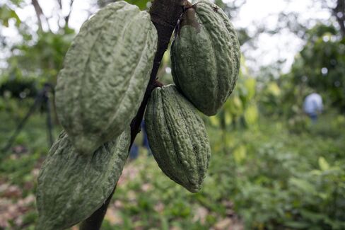 Cocoa Pods