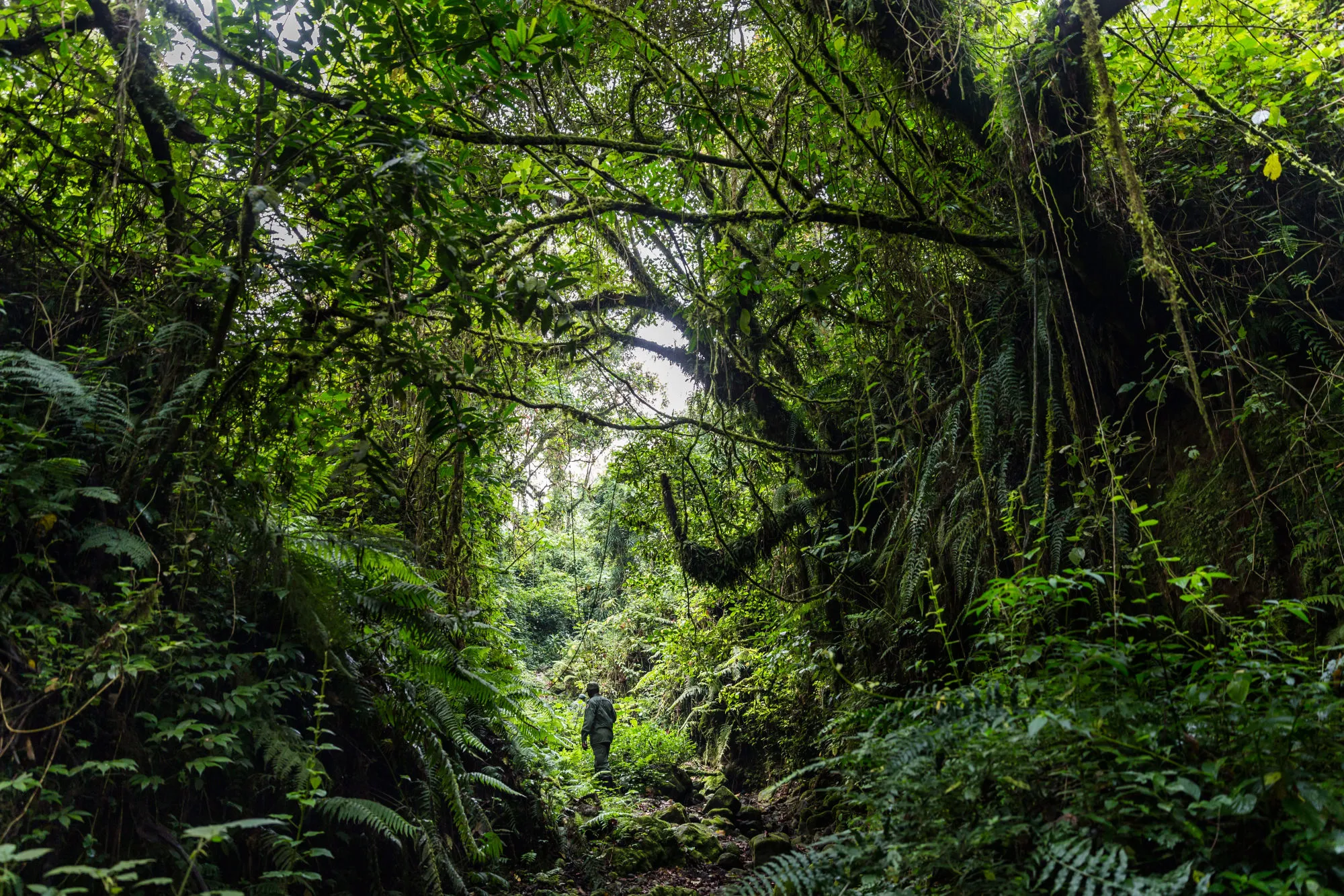 BUKIMA, VIRUNGA NATIONAL PARK, DRC - AUGUST 6: The plant life in the gorilla sector of Virunga National Park, on August 6, 2013 in Bulima, DR Congo.&nbsp;