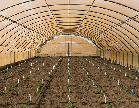 A greenhouse in Jerseyville, Ill.