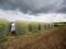 Nature as R&D Lab