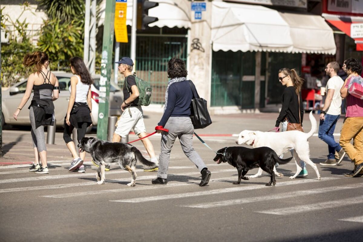 Где можно встретить собак. Собака переходит дорогу. Город собак. Собака на переходе. Пешеход с собакой.