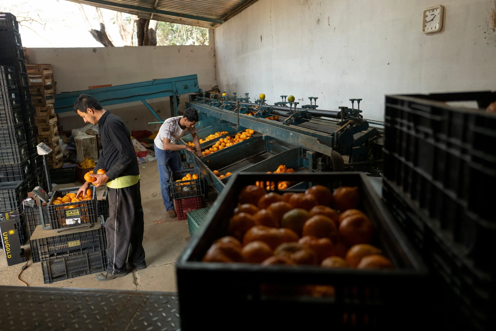 Workers during a tangerine and orange harvest, Minas Gerais state, Brazil.&nbsp;