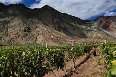 Weekend_Tibet Vineyard