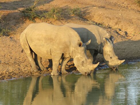 White Rhinos