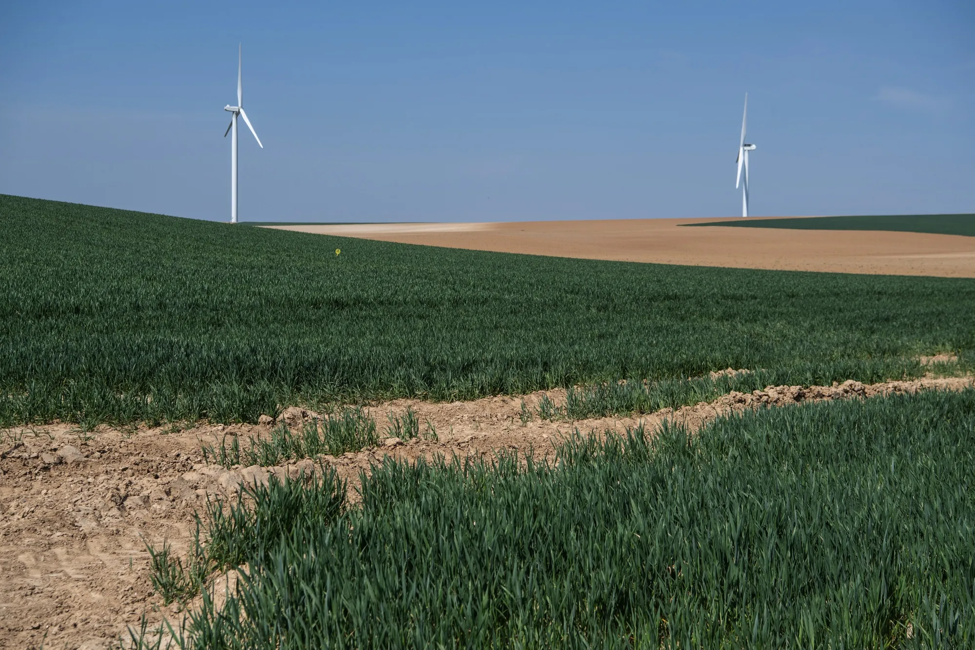 Wheat grows in a crop field near wind turbines in Aisne, France.